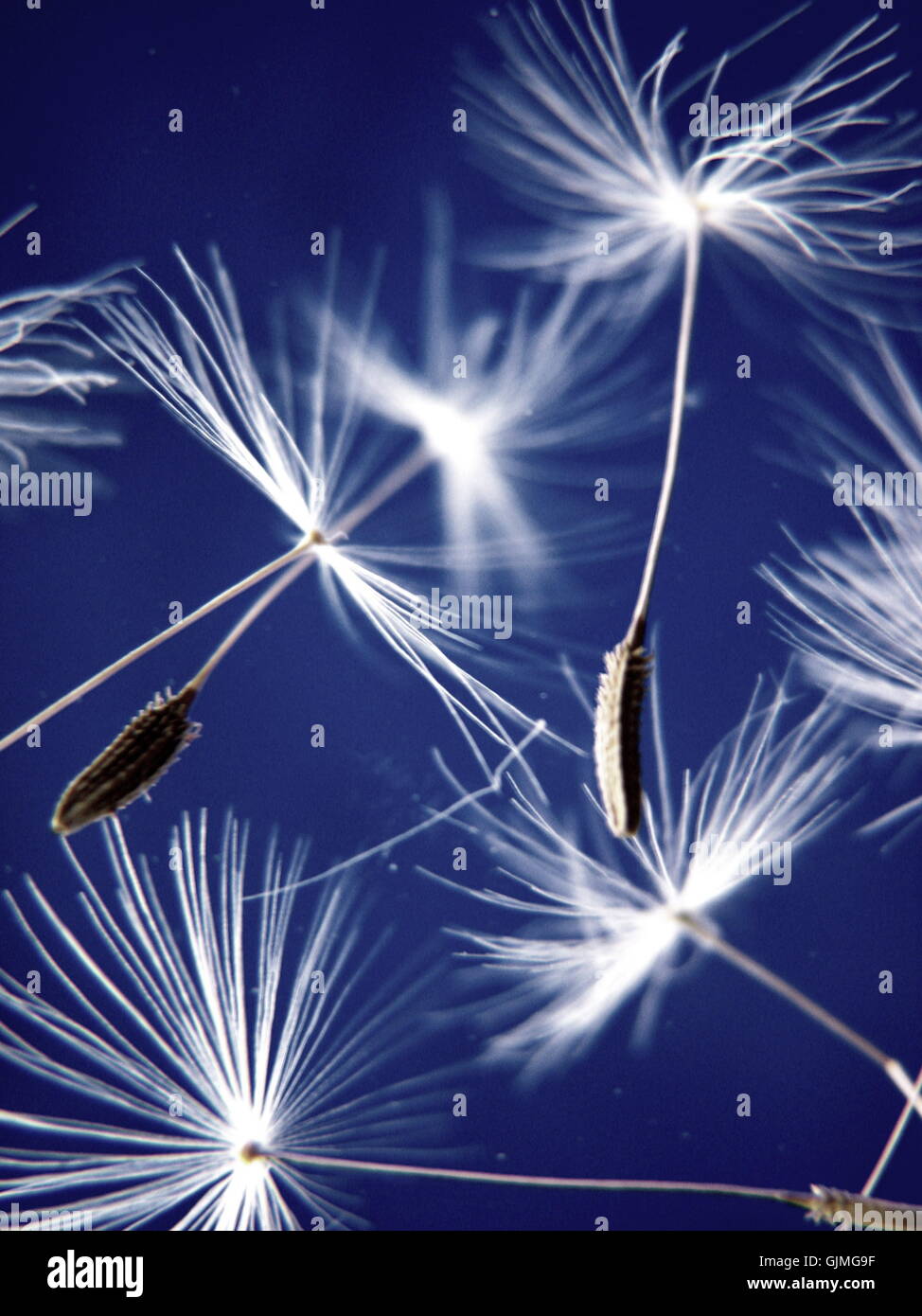 freedom liberty float Stock Photo - Alamy