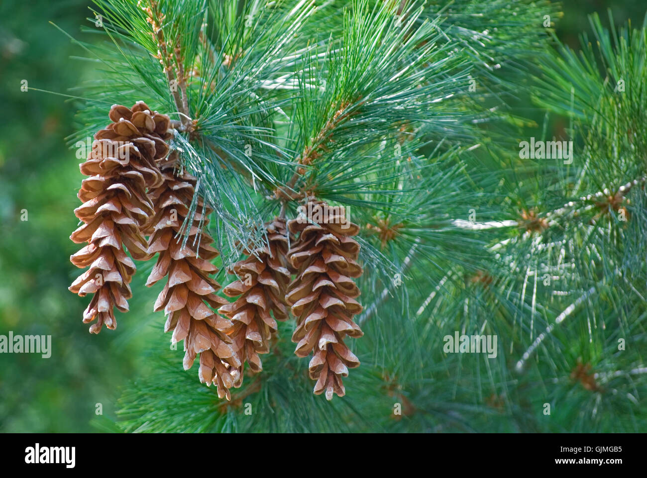 tree pine branch Stock Photo