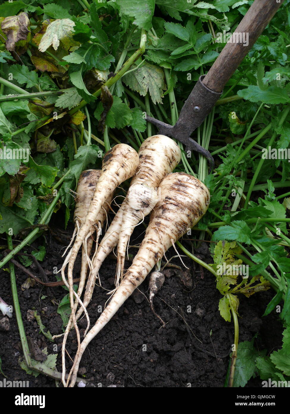 root carrots turnip Stock Photo