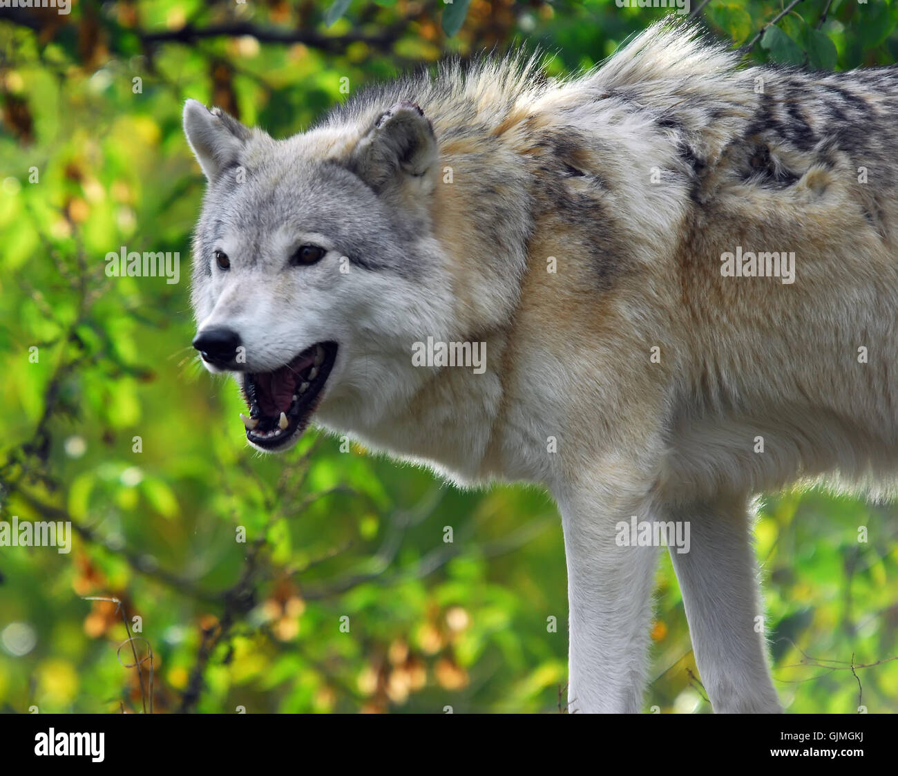 animal wolf canine Stock Photo Alamy