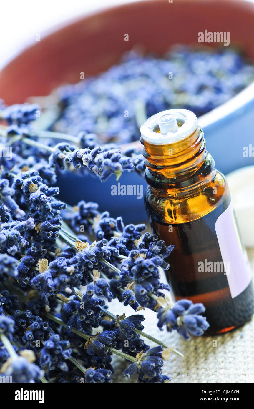 dried lavender plant Stock Photo Alamy