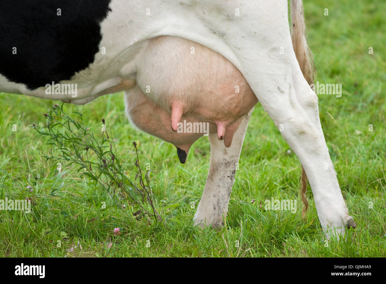 cow farm animal milker Stock Photo