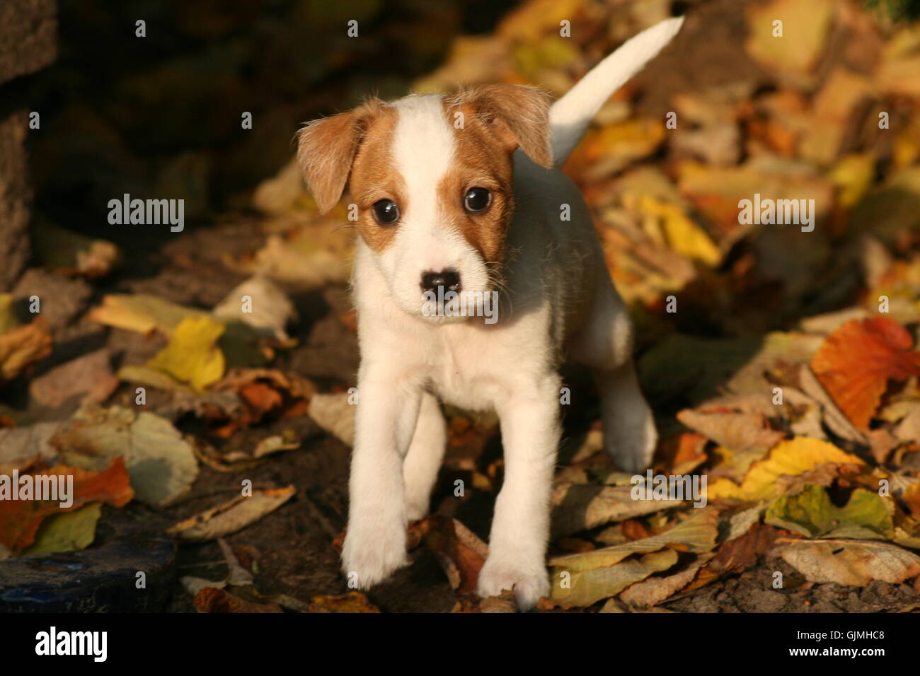 proboscis terrier leaves Stock Photo