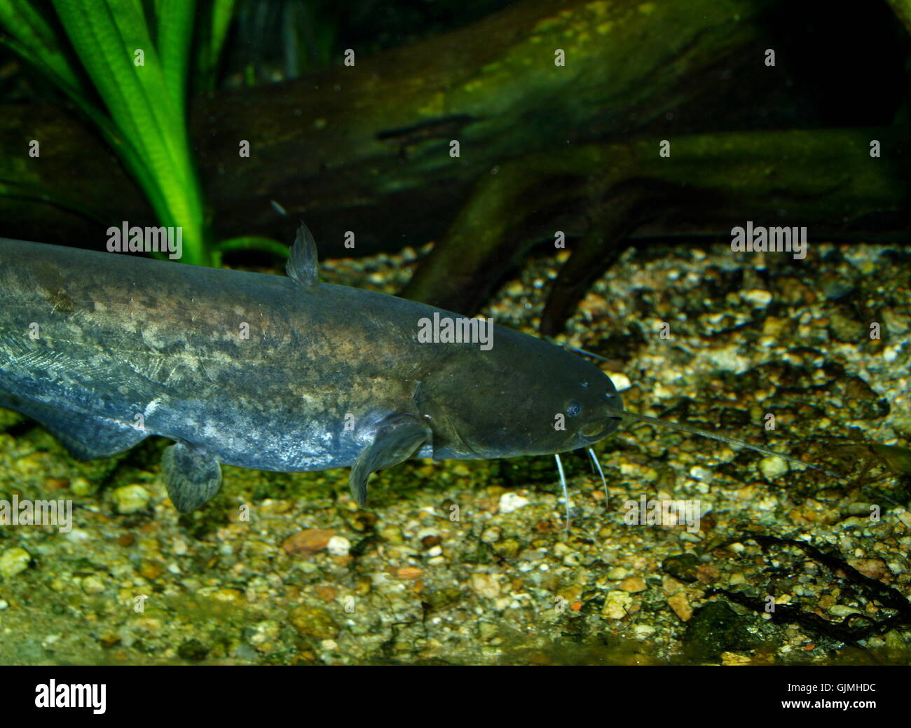 fish underwater catfish Stock Photo