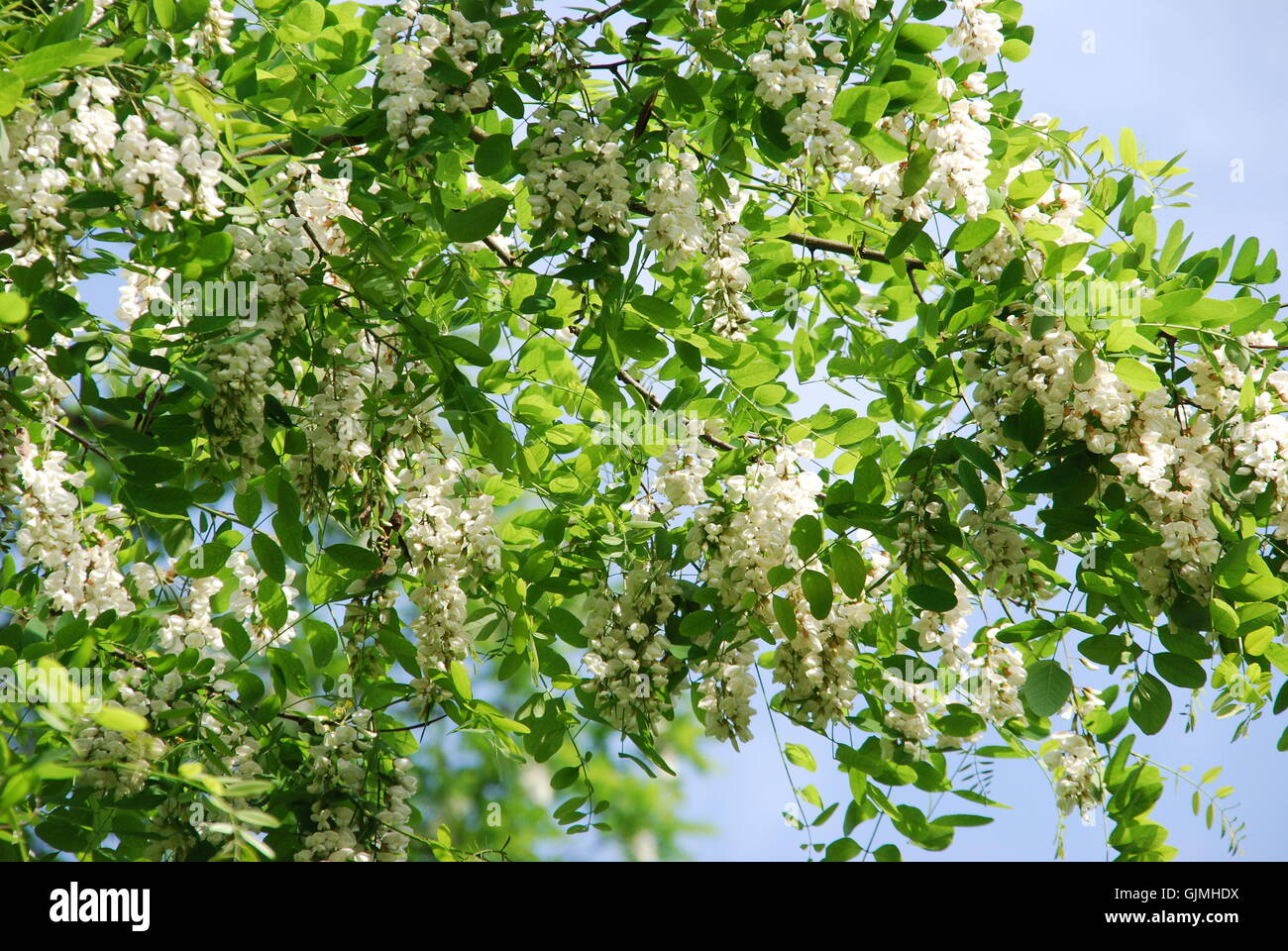tree blossoms branches Stock Photo