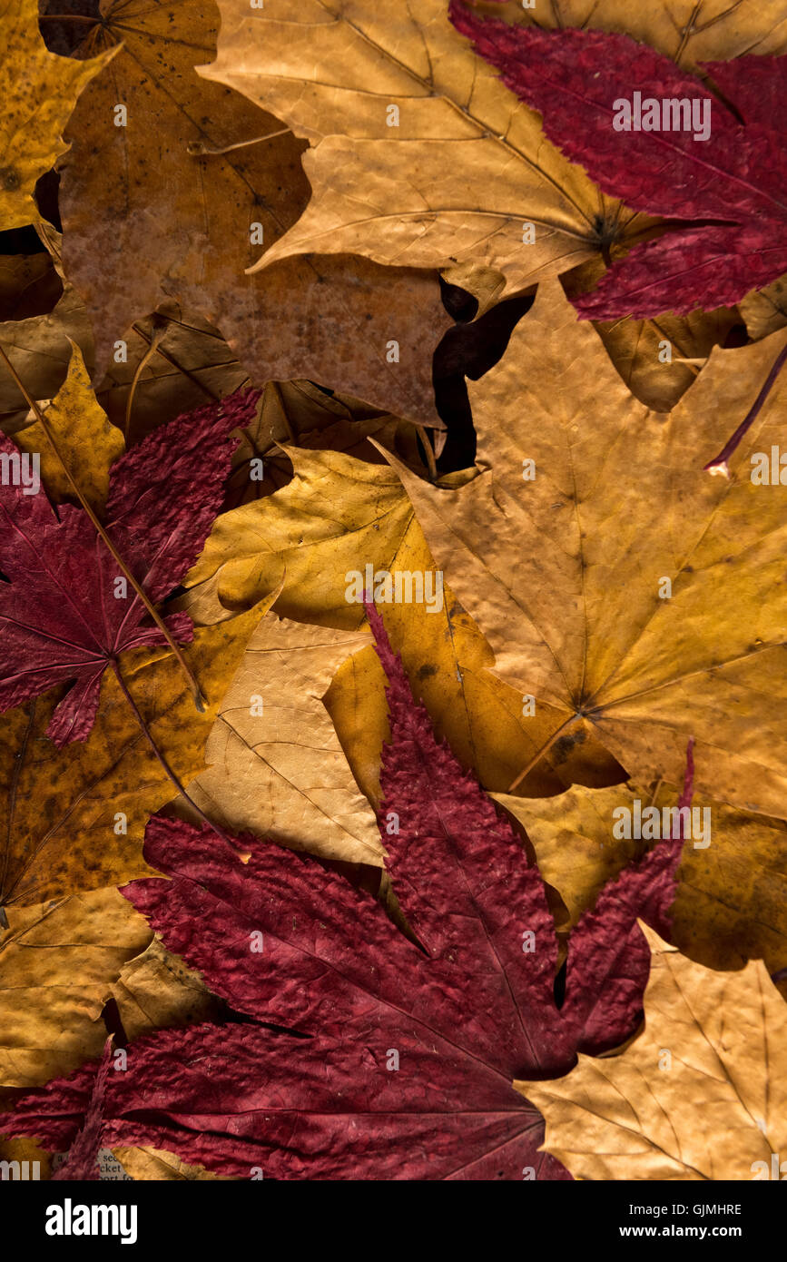 Closeup of dried fall leaves gold and red. On rustic wood. Stock Photo
