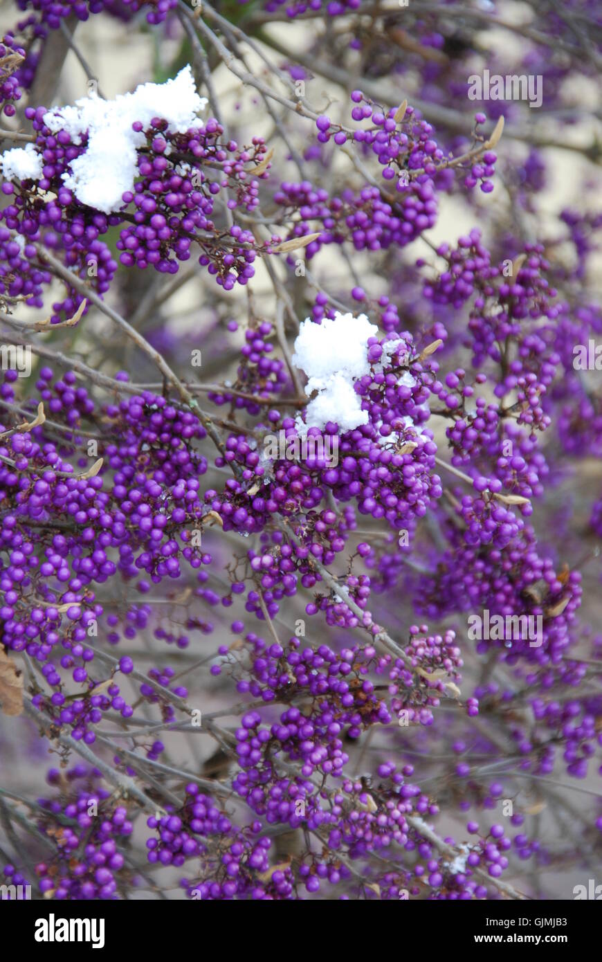 purple shrub berries Stock Photo Alamy