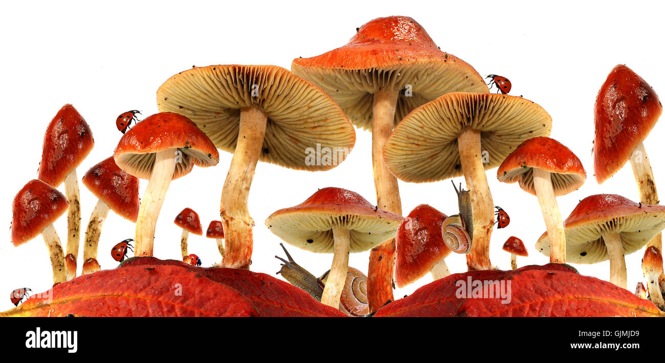 mushrooms fly agarics glaring red Stock Photo