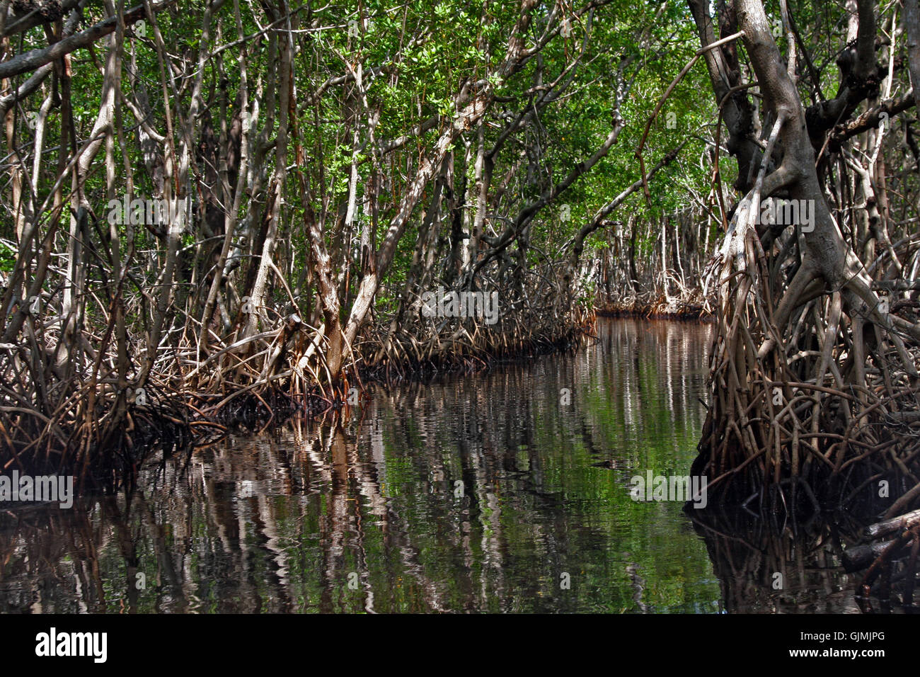 mangrove forest Stock Photo