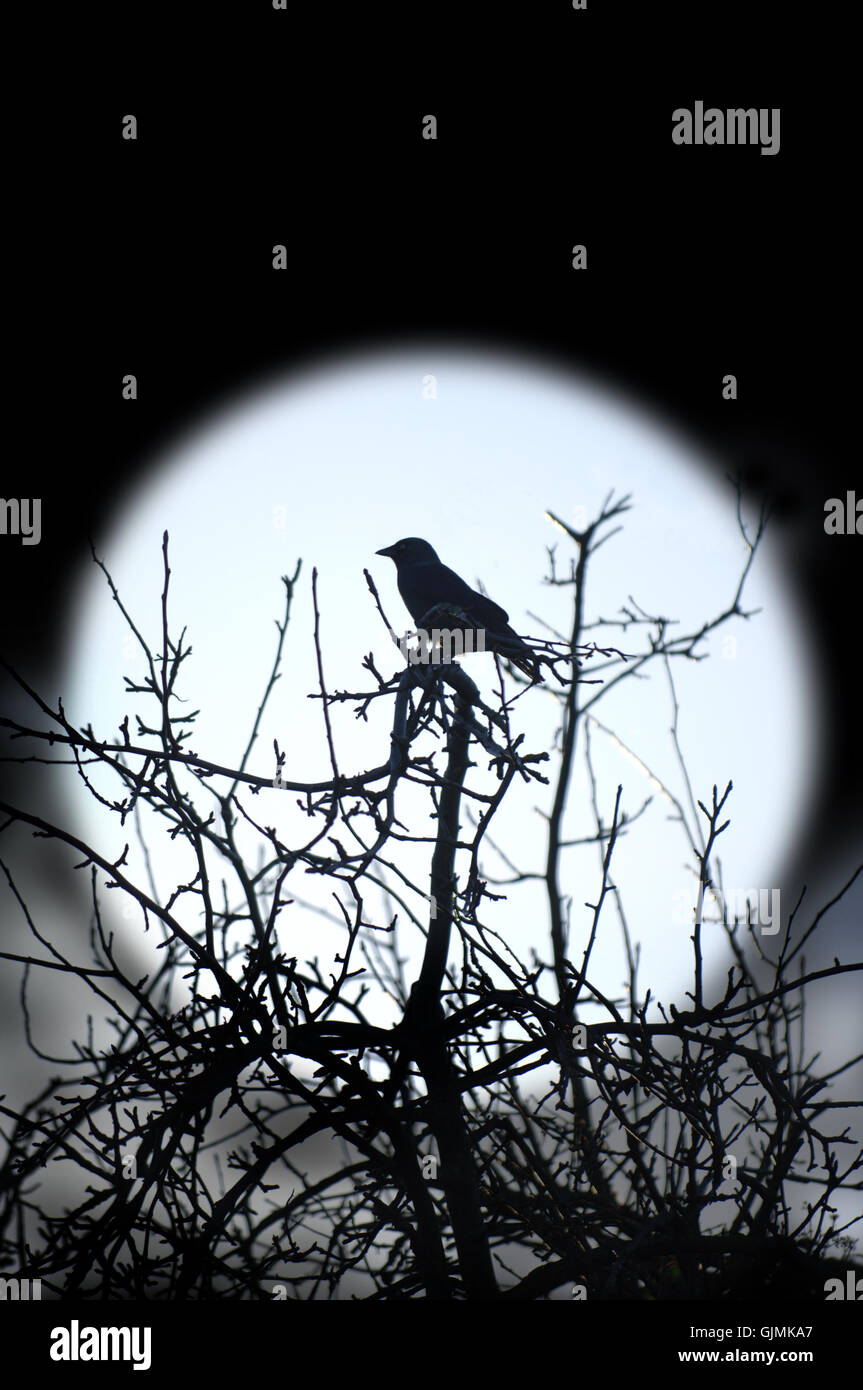 bird night nighttime Stock Photo Alamy