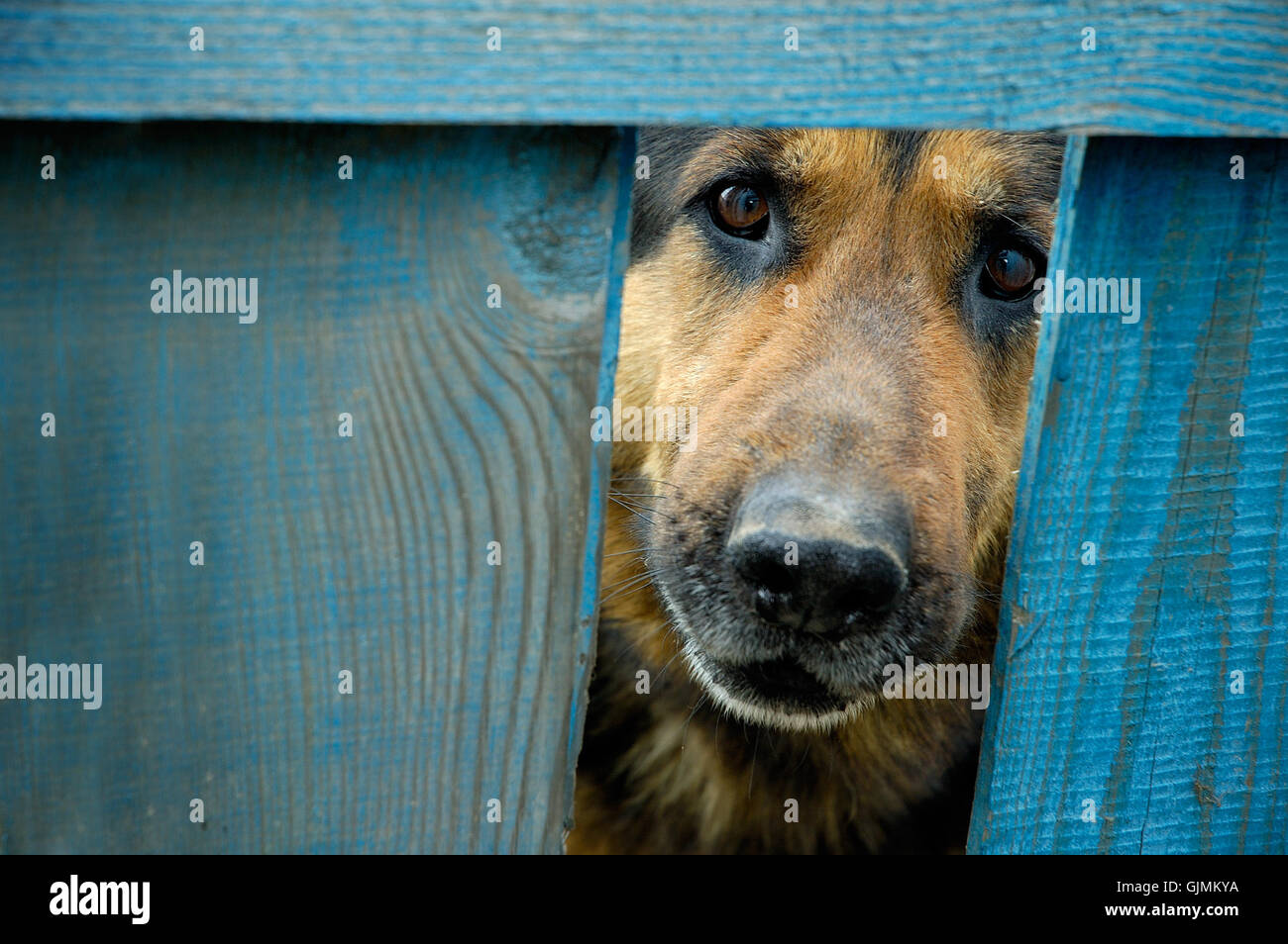 pet guard dog Stock Photo