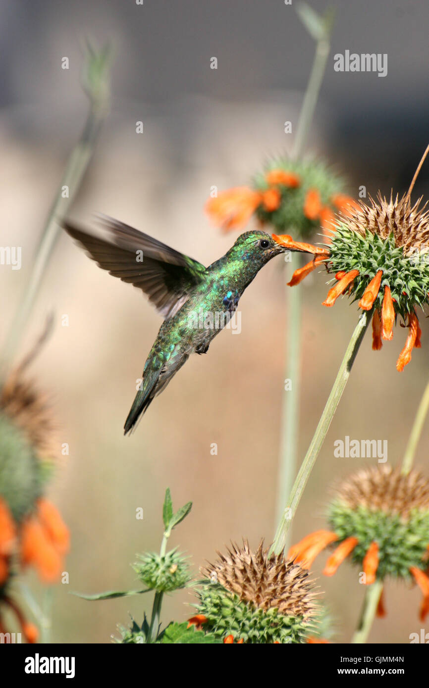 animal bird flower Stock Photo Alamy