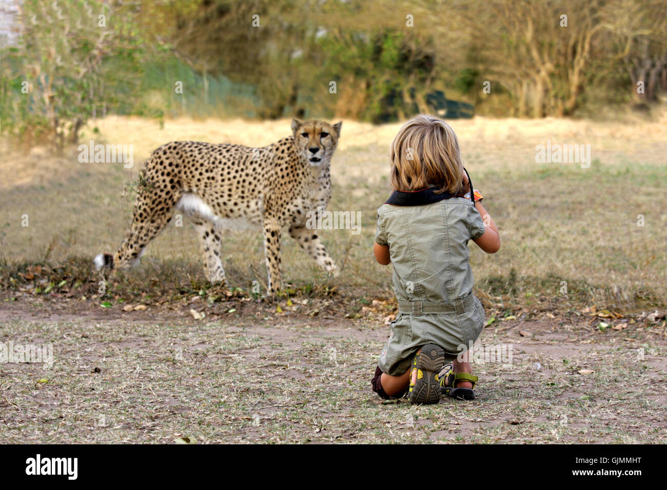 girl photographed cheetah on safari Stock Photo