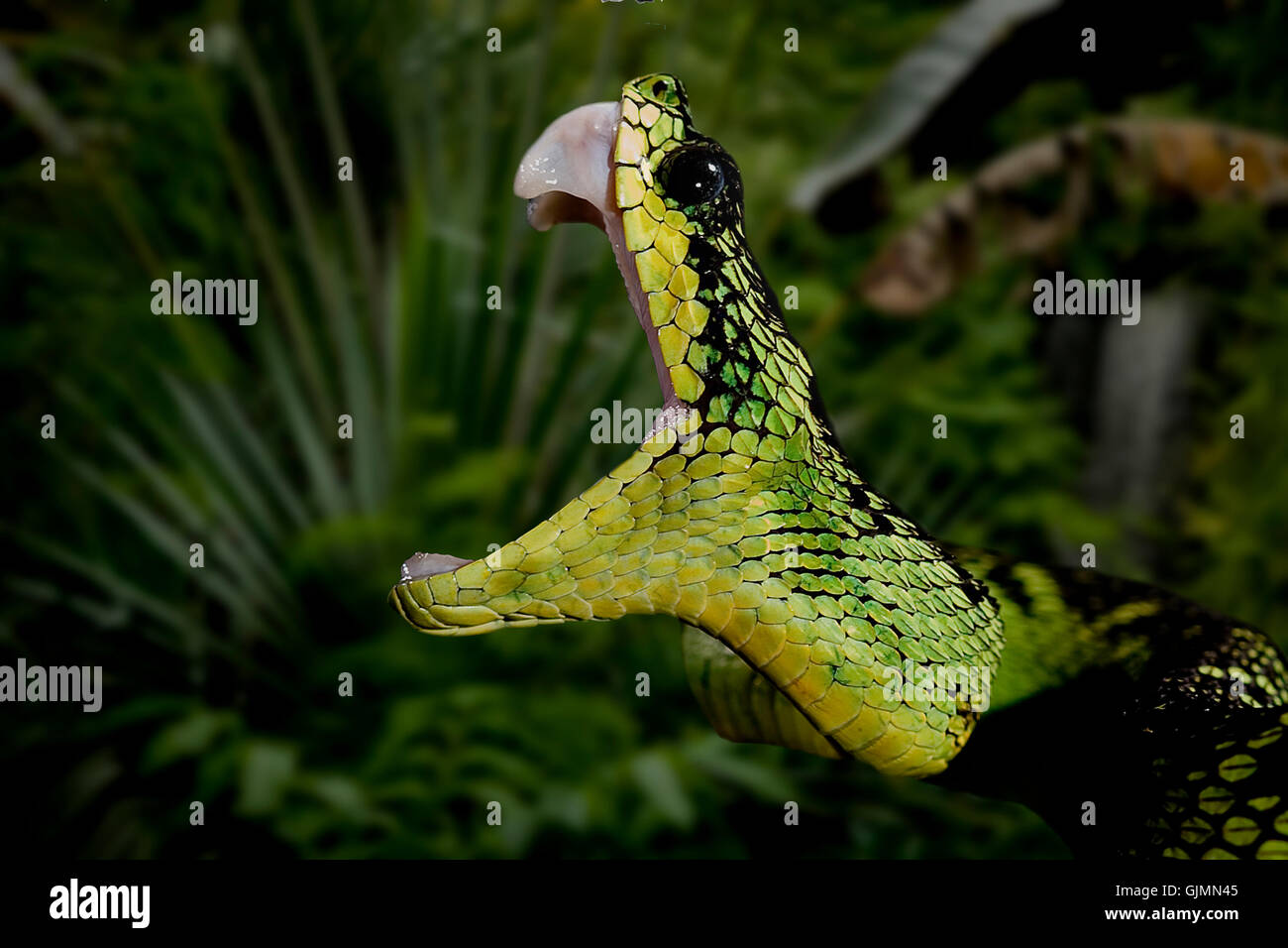 hovel snake vipers Stock Photo