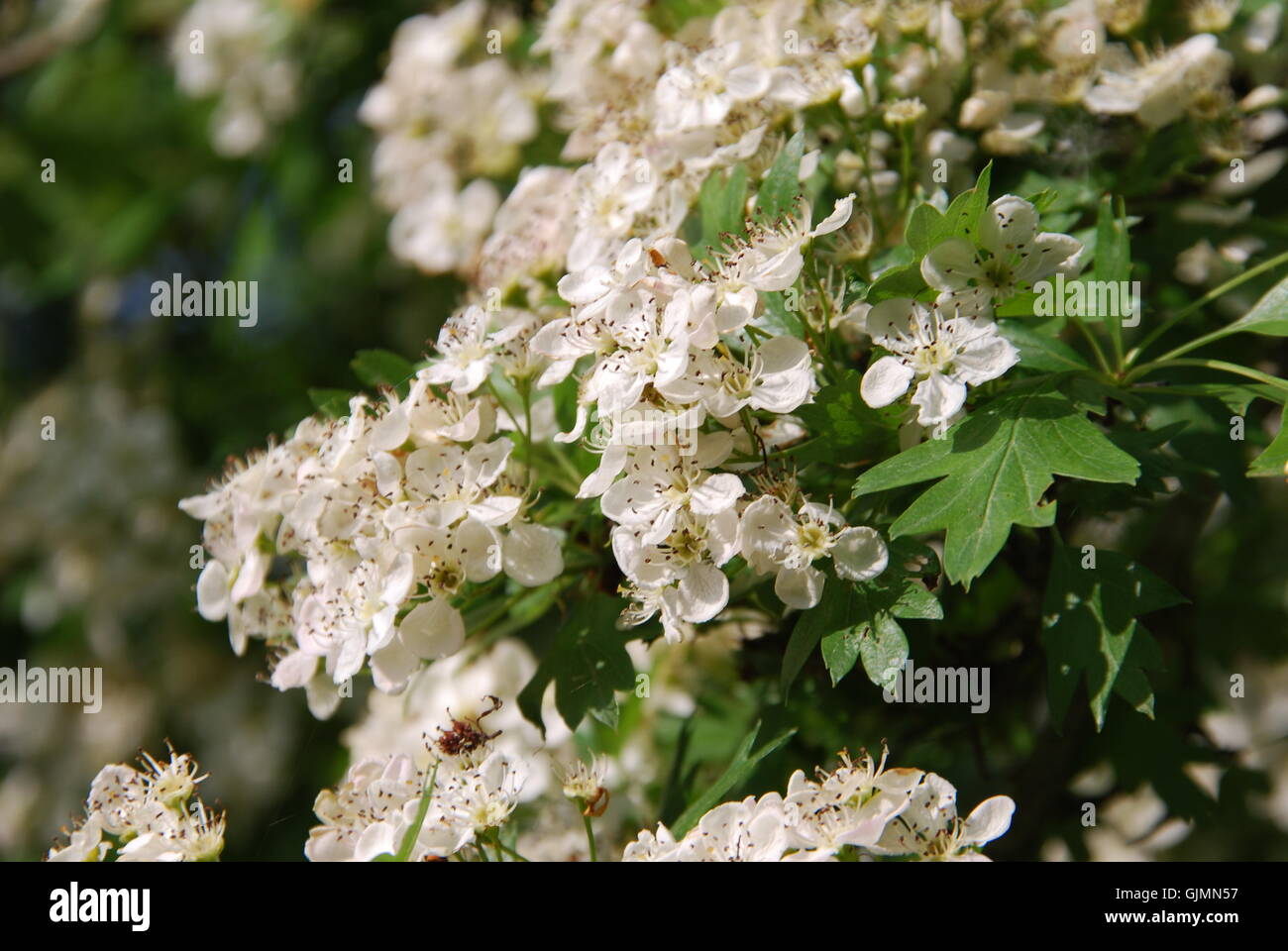 shrub medicinal plant plant Stock Photo Alamy