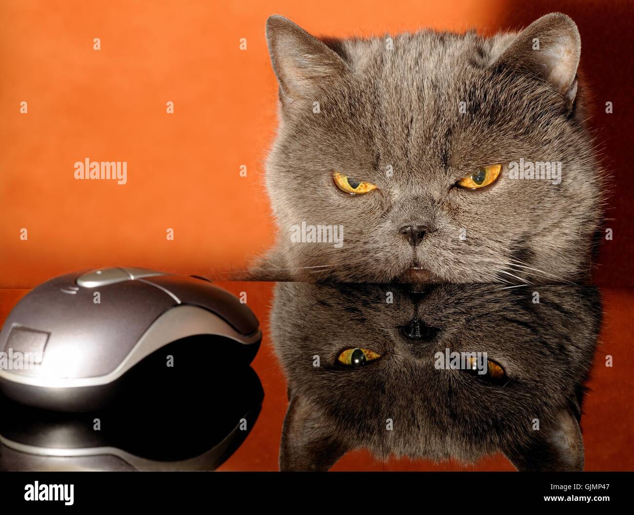 animal pet eyes Stock Photo