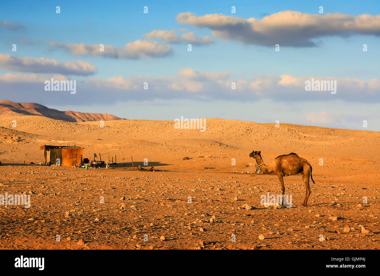 desert wasteland camel Stock Photo