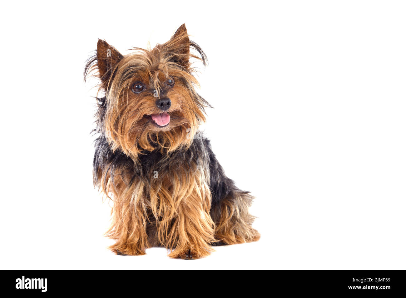 small tiny little Stock Photo - Alamy