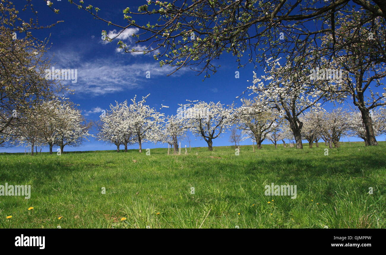 spring cherry blossom scenery Stock Photo