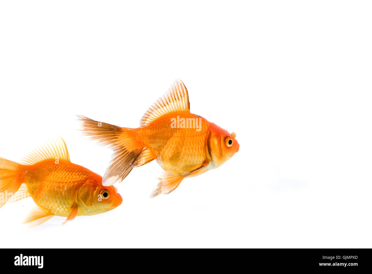 animal pet fish Stock Photo Alamy