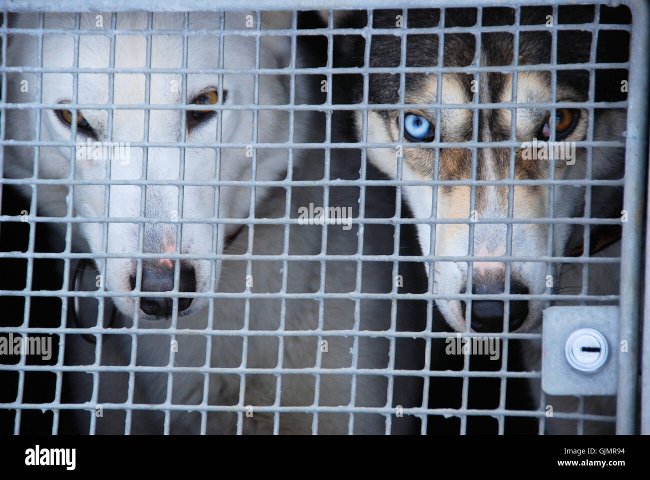 transport dogs caged Stock Photo