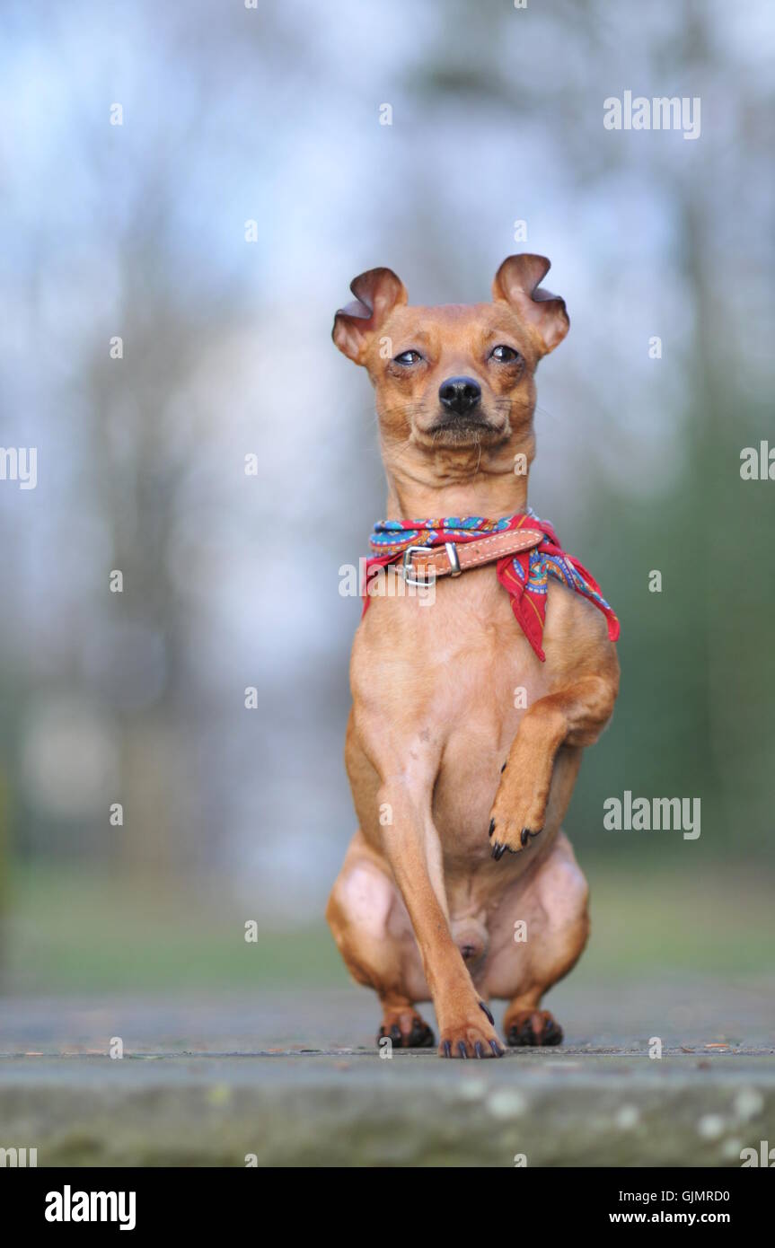 pinscher with attitude Stock Photo