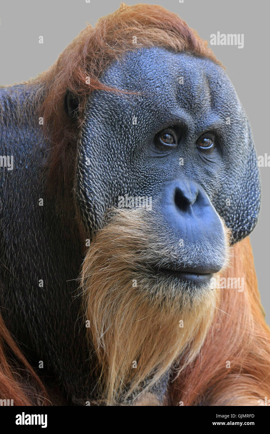 animal monkey eyes Stock Photo