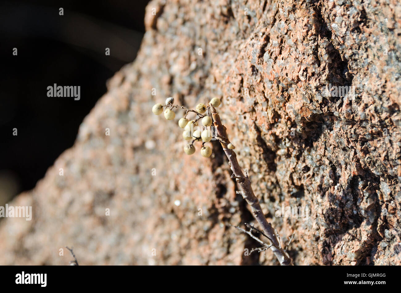 Eastern Poison Ivy in its leafless winter state, showing white berries