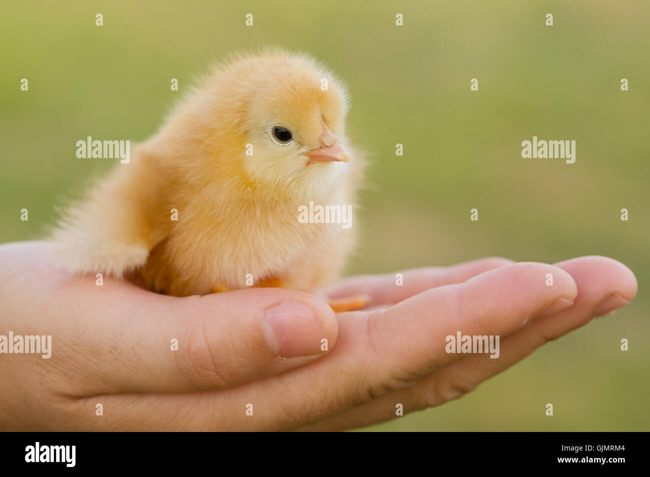  small tiny little Stock Photo - Alamy