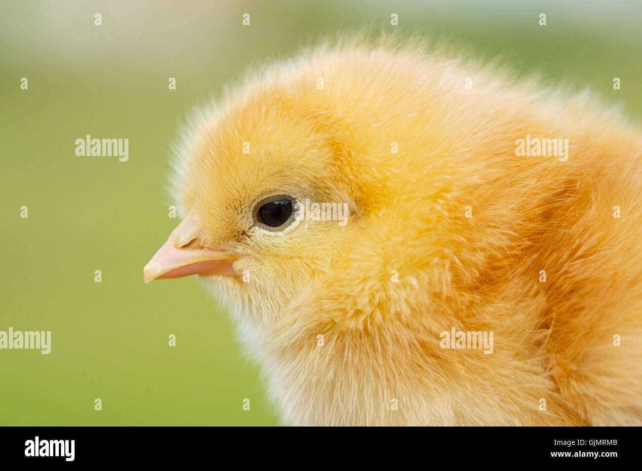  small tiny little Stock Photo - Alamy