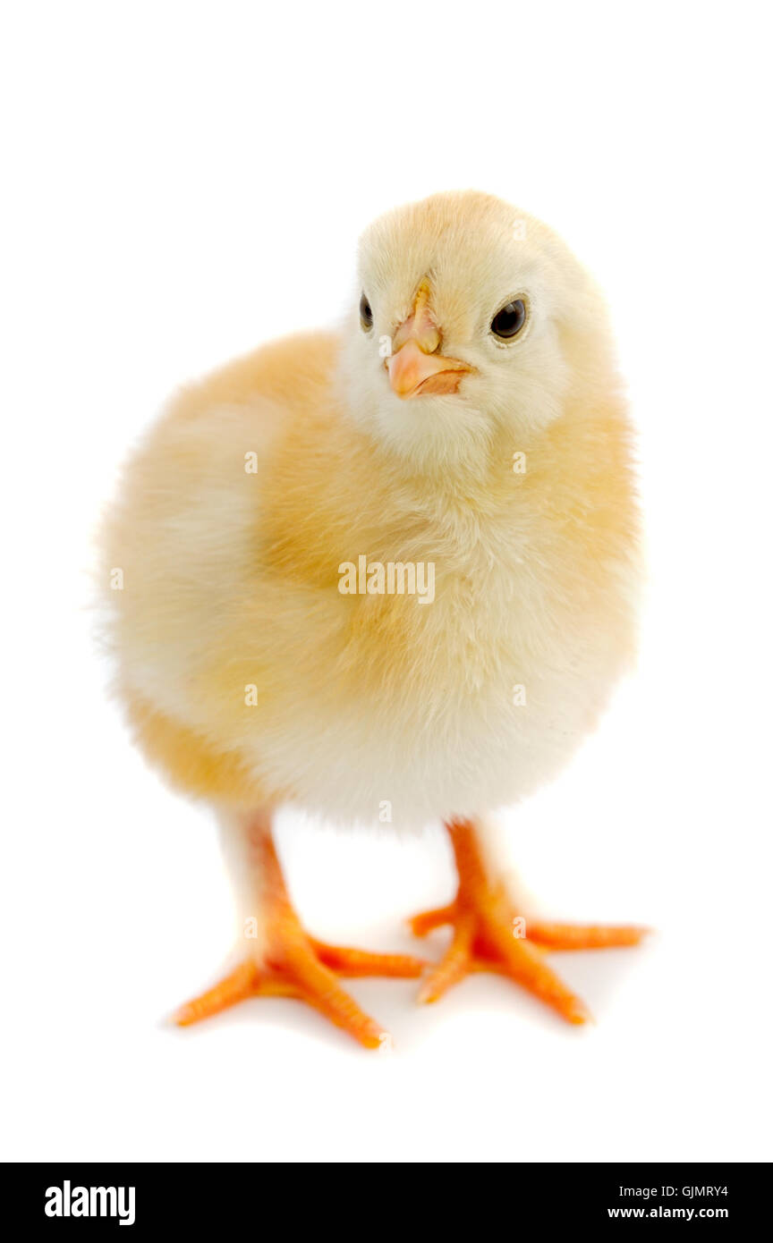 small tiny little Stock Photo - Alamy