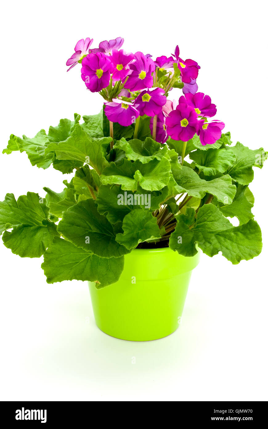 flower plant spring Stock Photo Alamy
