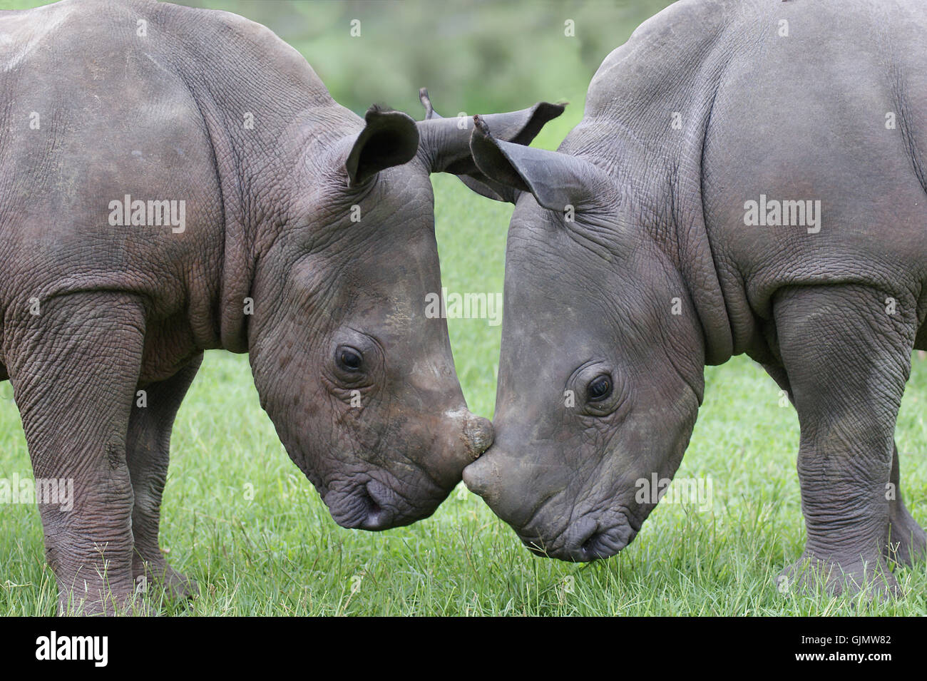 africa affection young animal Stock Photo