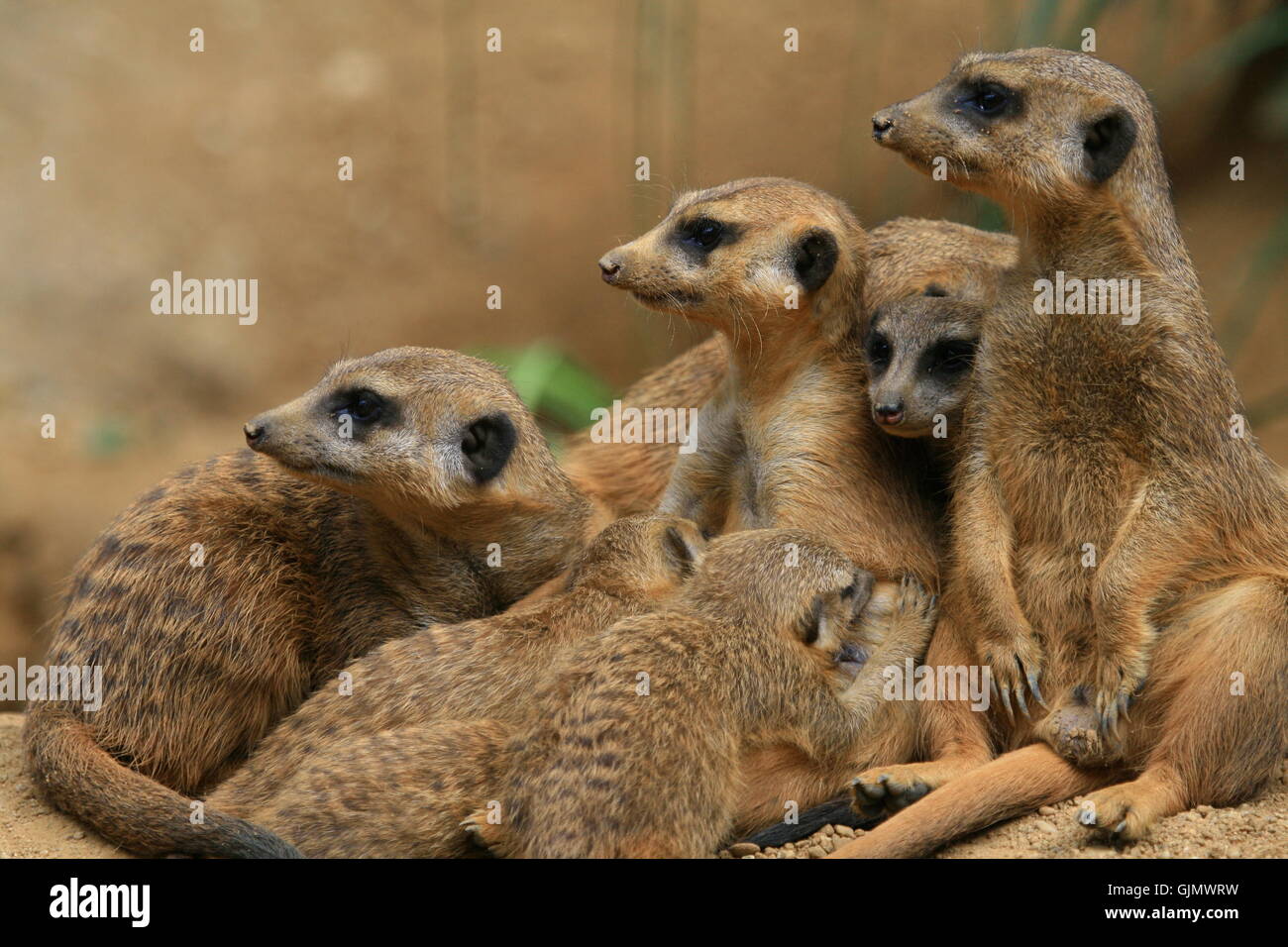 animal watchful colony Stock Photo