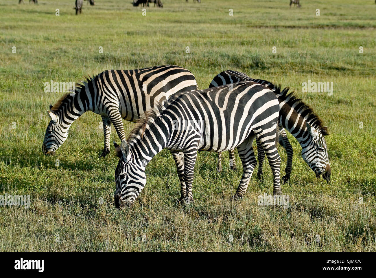 africa striated zebra Stock Photo