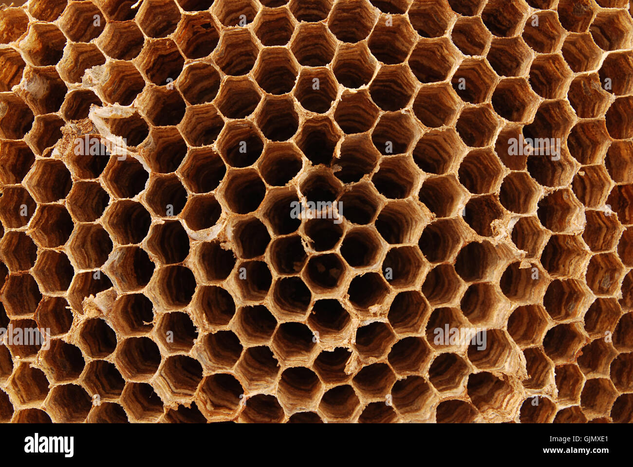 Nest High Resolution Stock Photography and Images Alamy