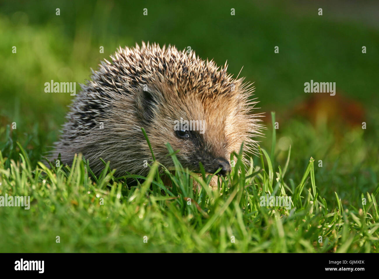 hedgehog in the garden Stock Photo