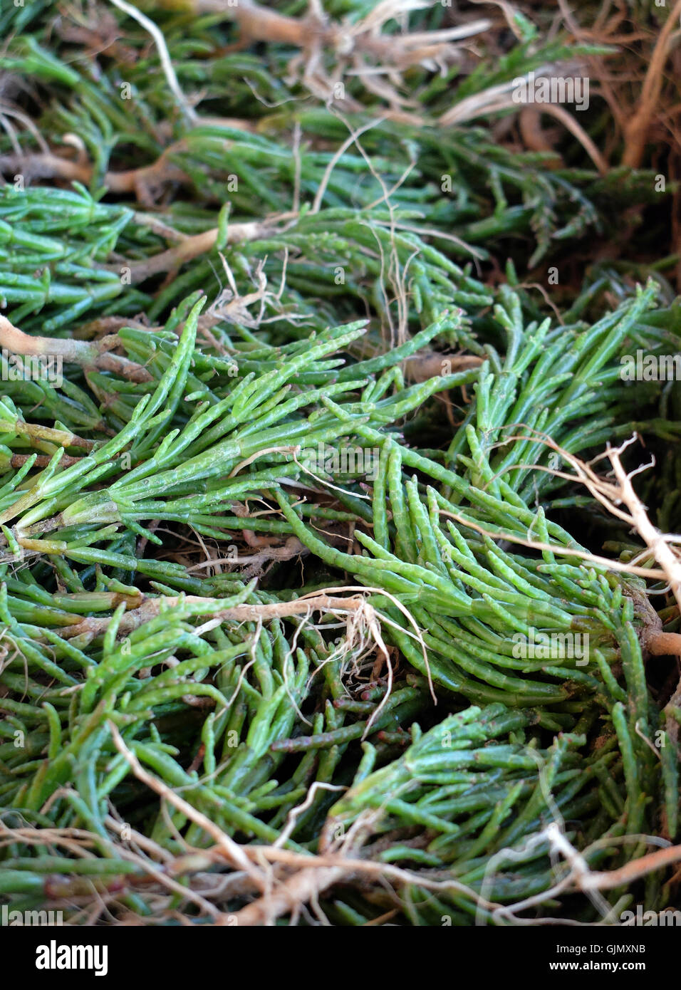 Marsh samphire hires stock photography and images Alamy