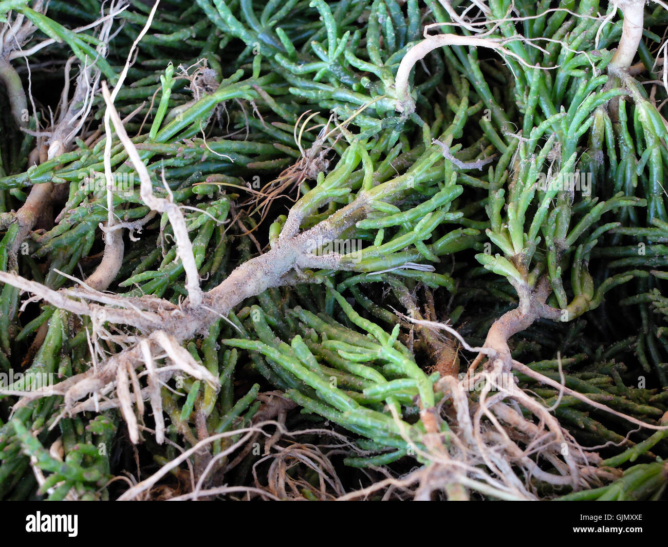 Freshly gathered marsh samphire in hires stock photography and images