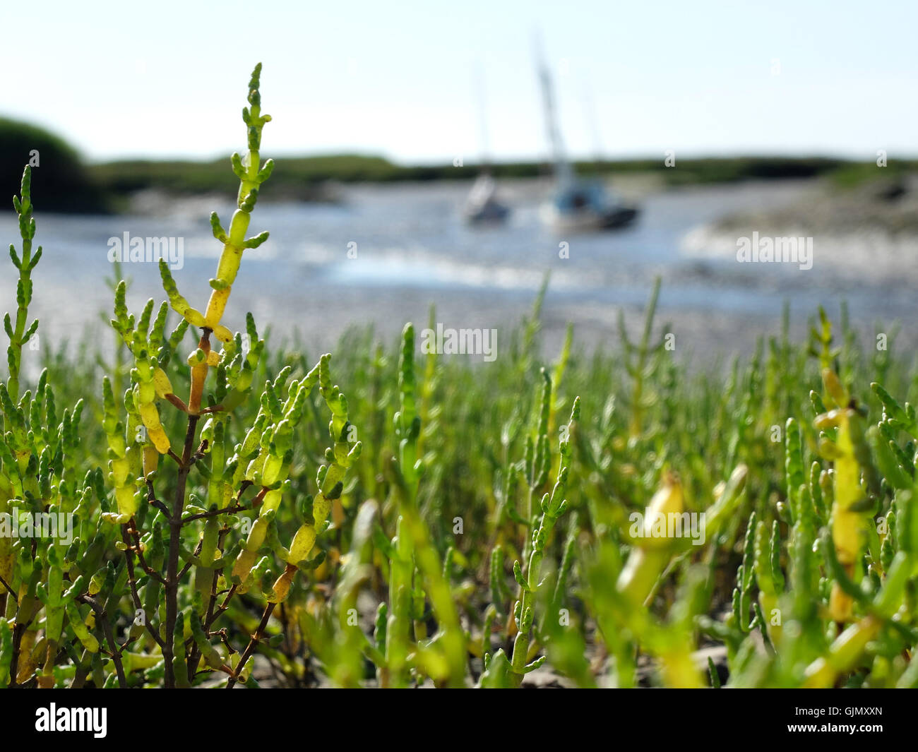 Marsh samphire food hires stock photography and images Alamy