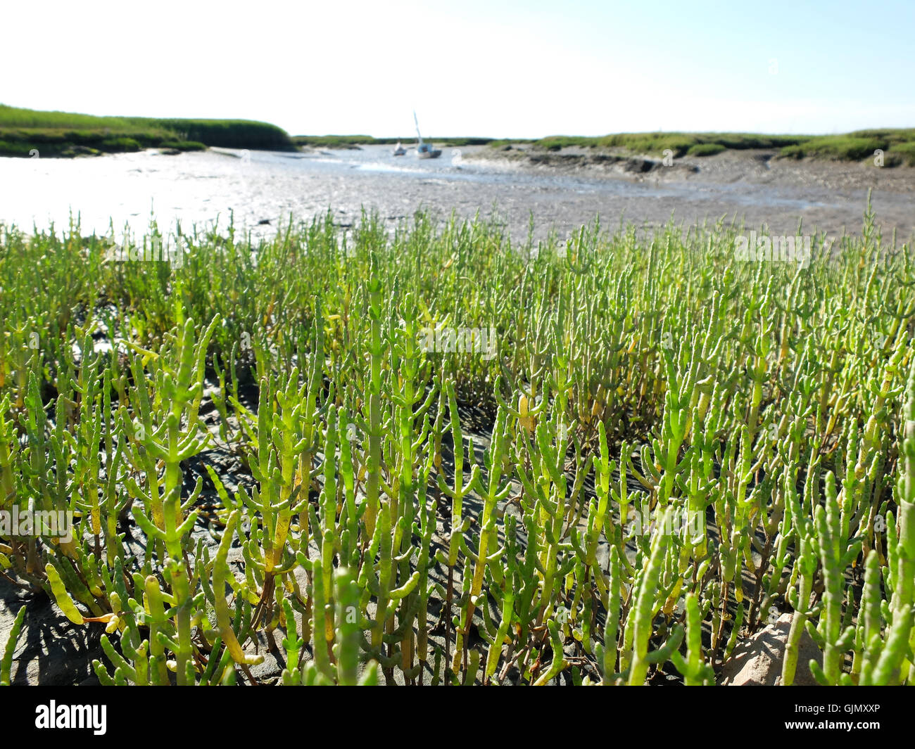 Marsh samphire growing wild in North Norfolk Stock Photo Alamy