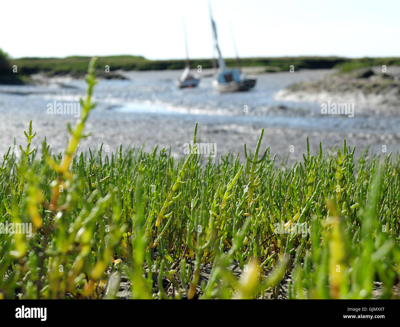 Samphire norfolk hires stock photography and images Alamy