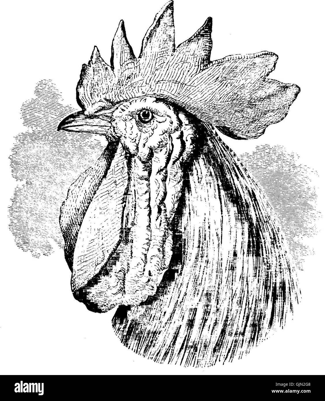 A vintage advertisement or catalog for Darwin Domestic 130, likely an