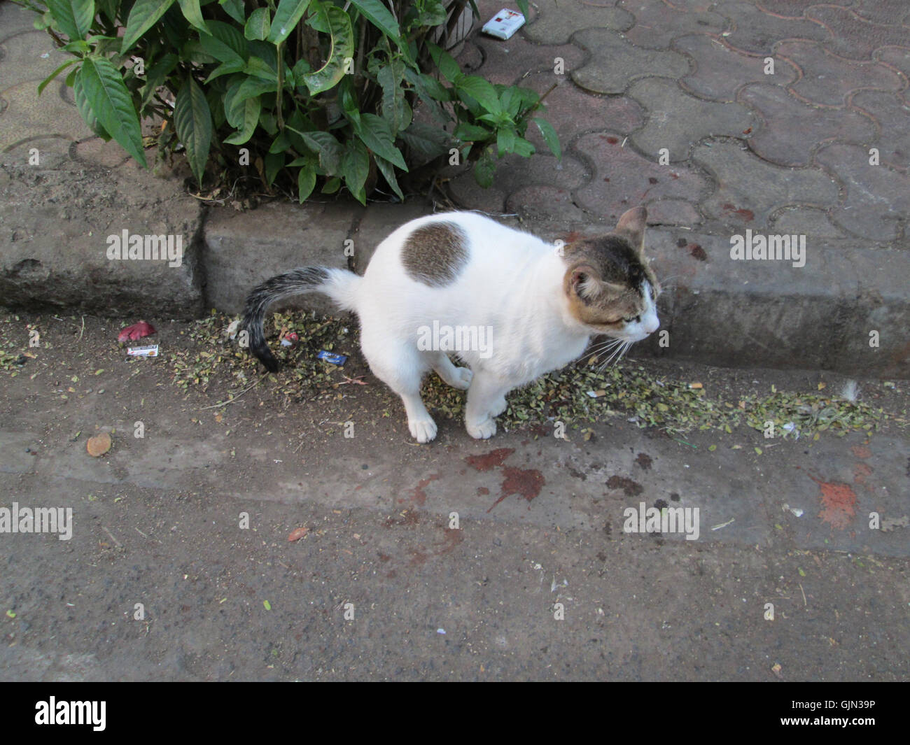 'Radhe',Worli fish market cat defecating in the street gutter. Stock Photo