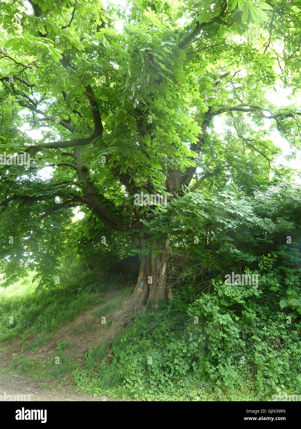 Promonient Tree An image or representation of the Nagelboom in Gravenvoeren, known for ...