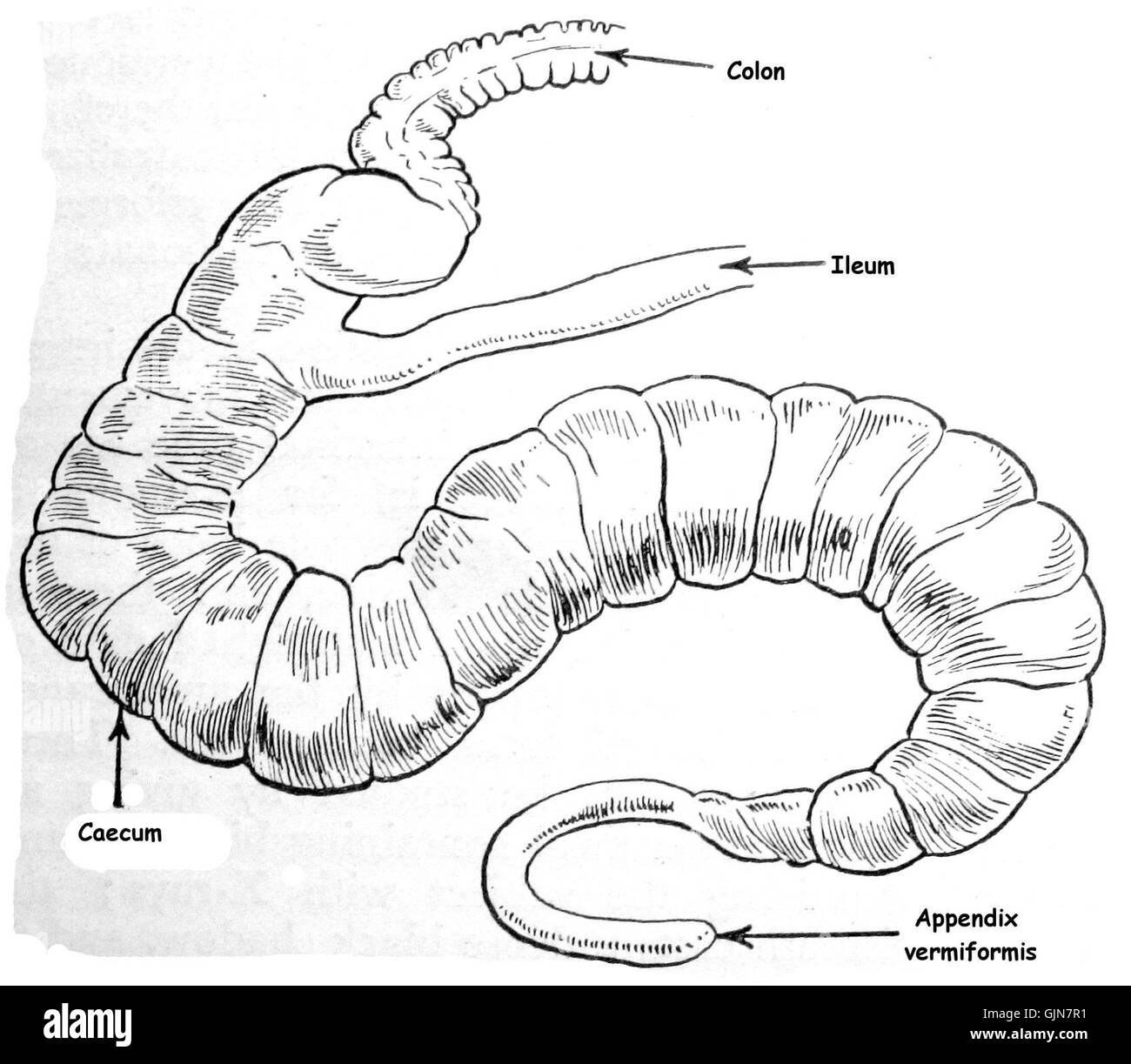 Ileum Caecum Colon of rabbit IMG 5771 Stock Photo Alamy