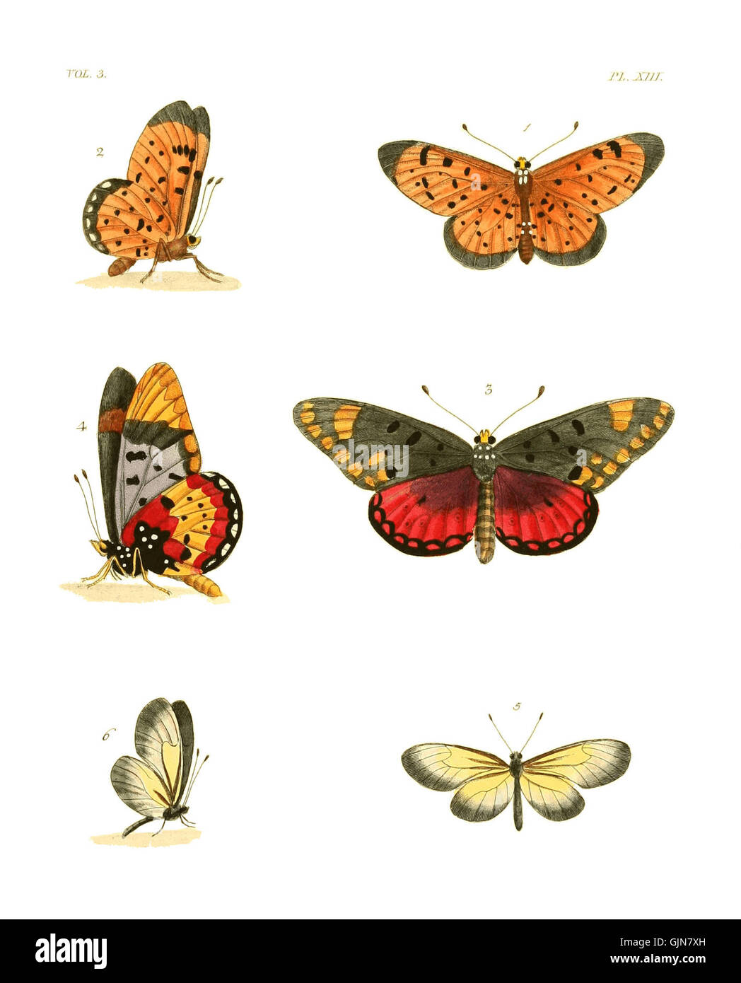 Rarest Insectz An illustration from 'Exotic Entomology III', showcasing rare or ...