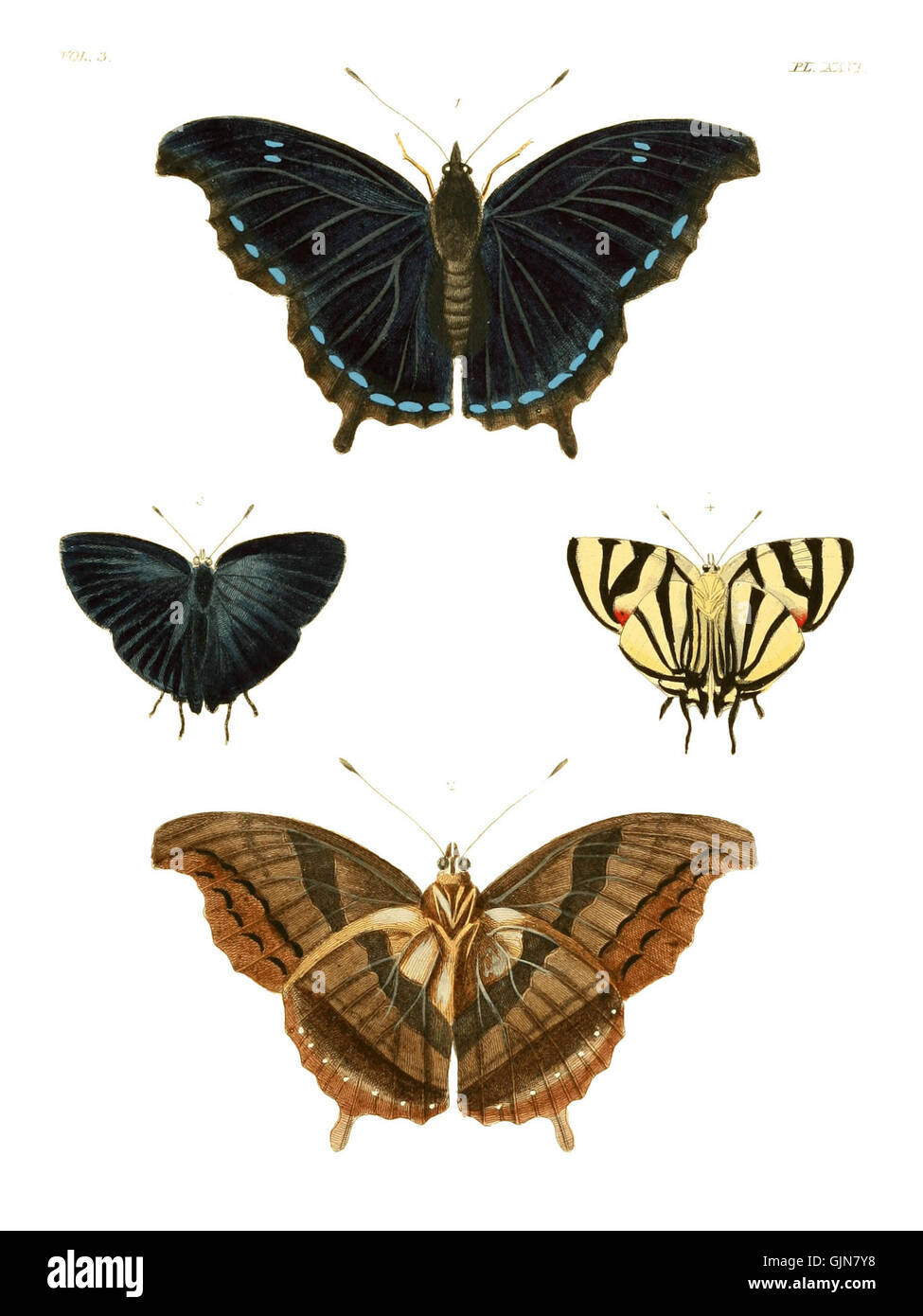 Exotic Insec An illustration from *Illustrations of Exotic Entomology*, showcasing ...