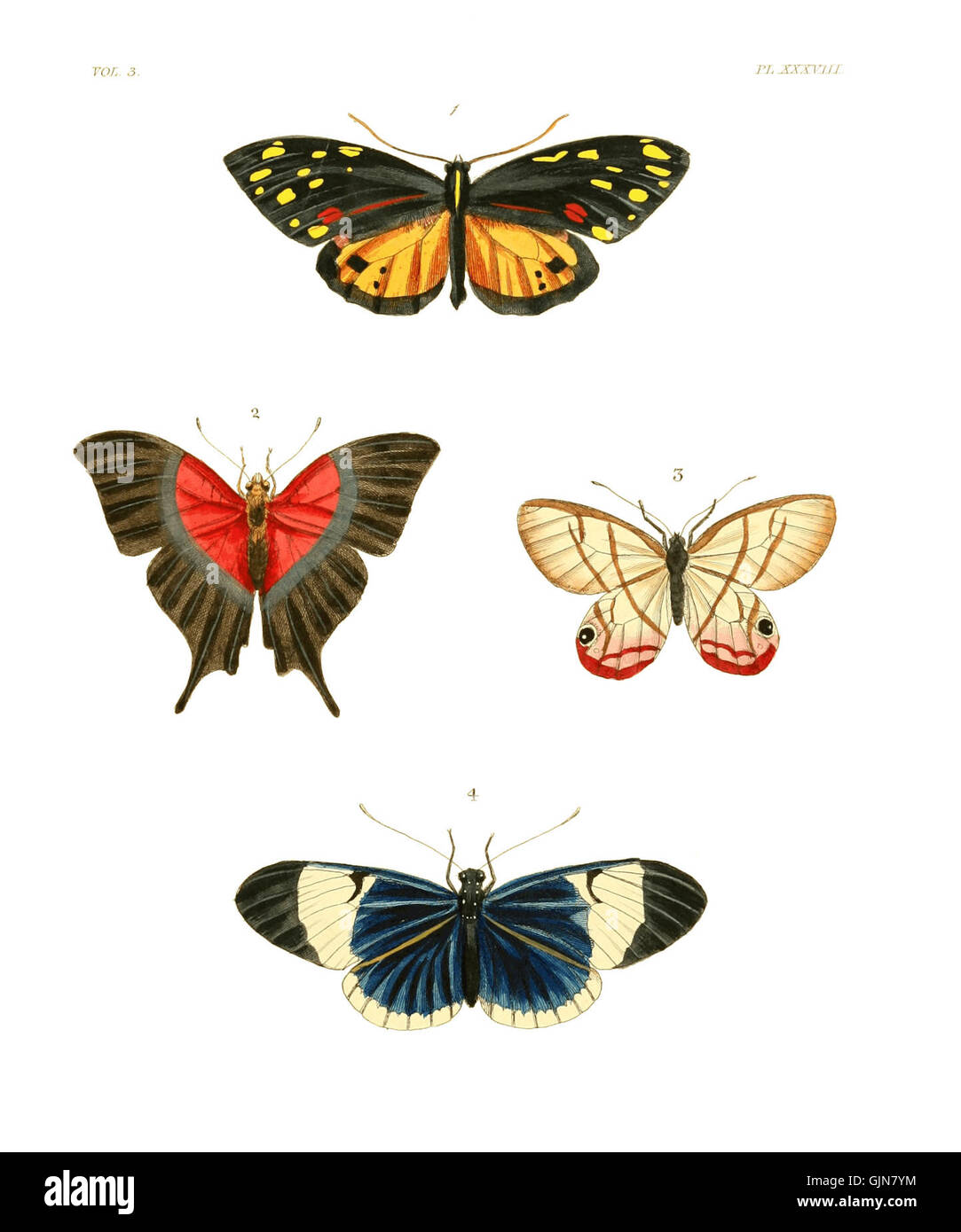 This illustration is part of *Illustrations of Exotic Entomology*, a ...