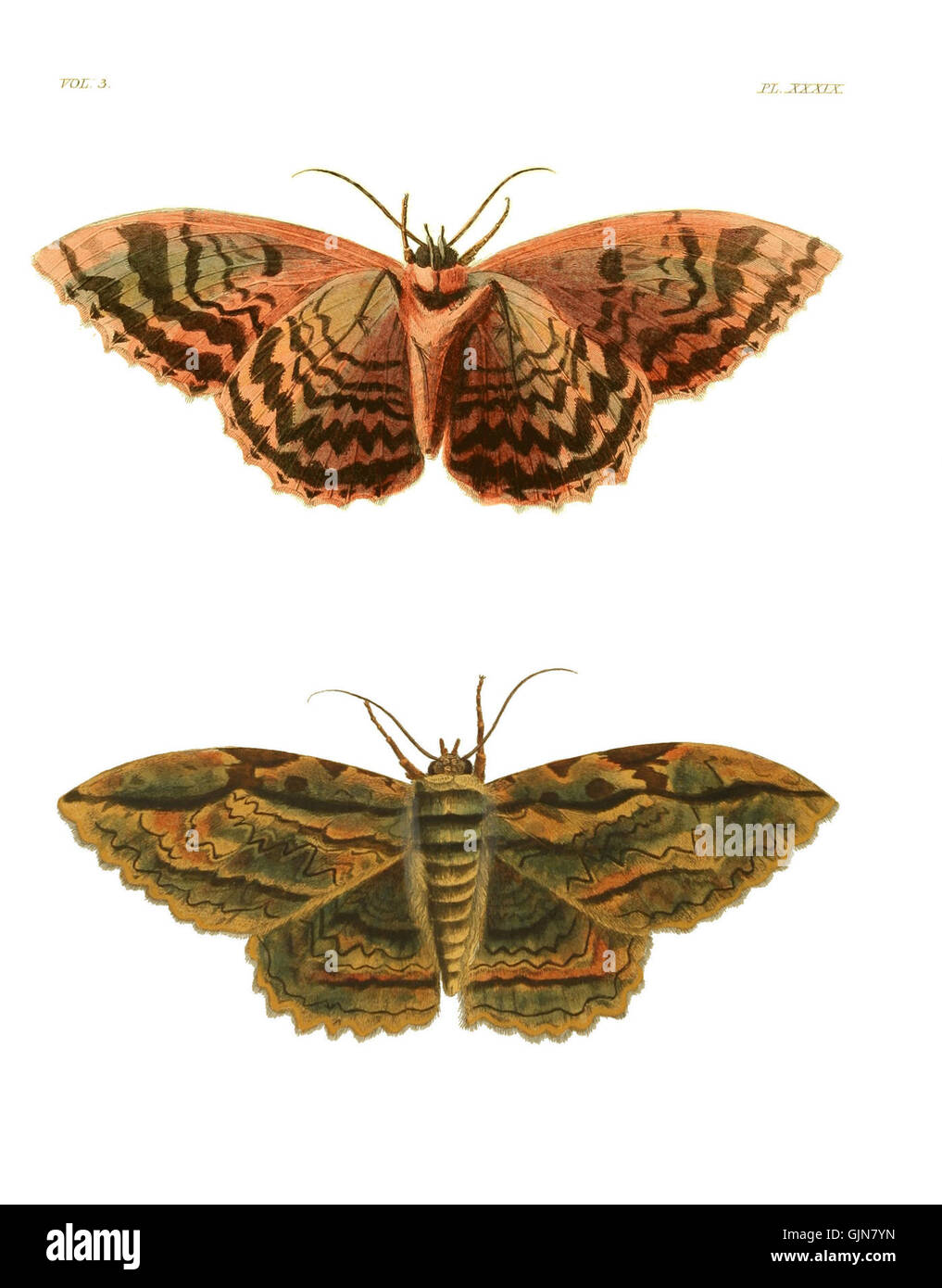*Illustrations of Exotic Entomology III 39* is part of a scientific ...